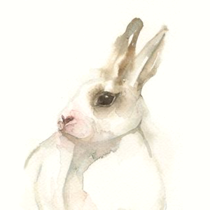 Come il coniglio divenne bianco