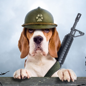 Il cane da caccia e il cane da guardia