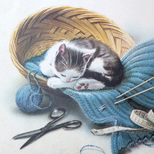 Il gattino curioso